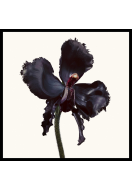 Black Orchid Reserve Tom Ford Parfum pas cher